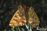 Veenbesparelmoervlinder (Boloria aquilonaris) 