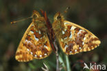 Veenbesparelmoervlinder (Boloria aquilonaris) 