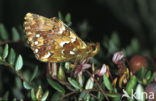 Veenbesparelmoervlinder (Boloria aquilonaris) 