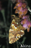 Veenbesparelmoervlinder (Boloria aquilonaris) 