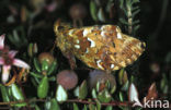 Veenbesparelmoervlinder (Boloria aquilonaris) 