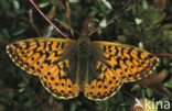 Veenbesparelmoervlinder (Boloria aquilonaris) 