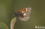 Veenhooibeestje (Coenonympha tullia) 