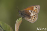 Veenhooibeestje (Coenonympha tullia) 