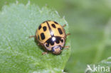 Veertienstippelig lieveheersbeestje (Propylea quatuordecimpunctata