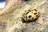 Veertienstippelig lieveheersbeestje (Propylea quatuordecimpunctata