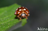 14 spot Ladybird