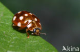 14 spot Ladybird