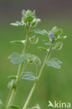 Veldereprijs (Veronica arvensis)