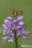 Glanville Fritellary (Melitaea cinxia)