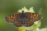 Veldparelmoervlinder (Melitaea cinxia) 