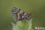 Glanville Fritellary (Melitaea cinxia)