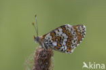 Glanville Fritellary (Melitaea cinxia)