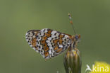 Glanville Fritellary (Melitaea cinxia)