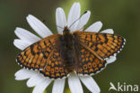 Veldparelmoervlinder (Melitaea cinxia) 