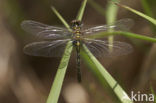 Venwitsnuitlibel (Leucorrhinia dubia) 