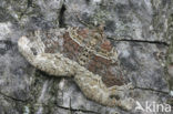 Dark-barred Twin-spot Carpet (Xanthorhoe ferrugata