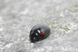 4 spot Ladybird