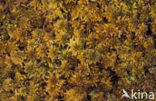 Vijfrijig veenmos (Sphagnum pulchrum) 