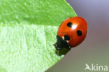 5 spot Ladybird