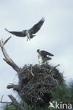 Visarend (Pandion haliaetus)