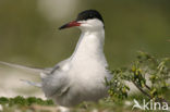 Common Tern (Sterna hirundo)
