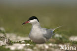 Common Tern (Sterna hirundo)