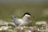 Common Tern (Sterna hirundo)