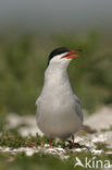 Common Tern (Sterna hirundo)