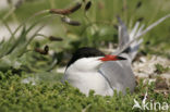 Common Tern (Sterna hirundo)