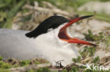 Common Tern (Sterna hirundo)