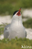 Common Tern (Sterna hirundo)
