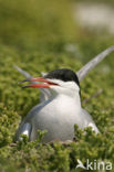 Common Tern (Sterna hirundo)