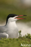 Common Tern (Sterna hirundo)