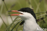 Common Tern (Sterna hirundo)