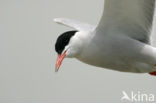 Common Tern (Sterna hirundo)