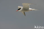Common Tern (Sterna hirundo)