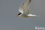 Common Tern (Sterna hirundo)