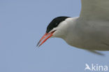 Common Tern (Sterna hirundo)