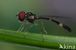 Vliegende speld (Baccha elongata)