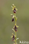 Vliegenorchis (Ophrys insectifera) 