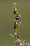 Vliegenorchis (Ophrys insectifera) 