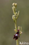 Vliegenorchis (Ophrys insectifera) 