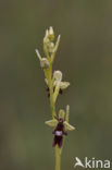 Vliegenorchis (Ophrys insectifera) 