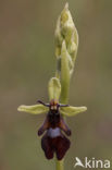 Vliegenorchis (Ophrys insectifera) 