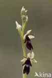 Vliegenorchis (Ophrys insectifera) 