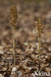 Bird’s-nest Orchid (Neottia nidus-avis)