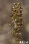 Bird’s-nest Orchid (Neottia nidus-avis)