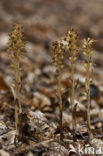 Bird’s-nest Orchid (Neottia nidus-avis)