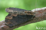 Vogelwiekje (Dypterygia scabriuscula)